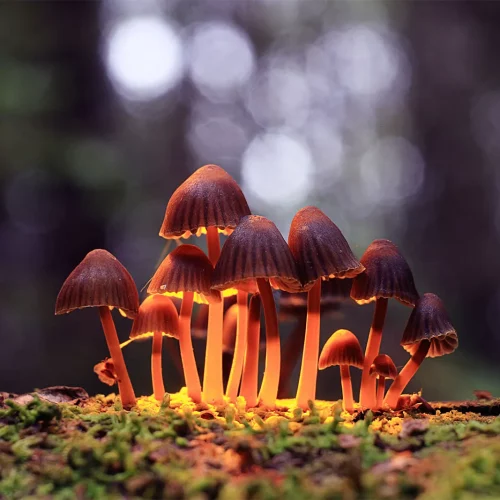 psilocybin-mushrooms-growing-forest